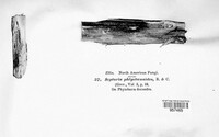 Phomopsis phlyctaenoides image